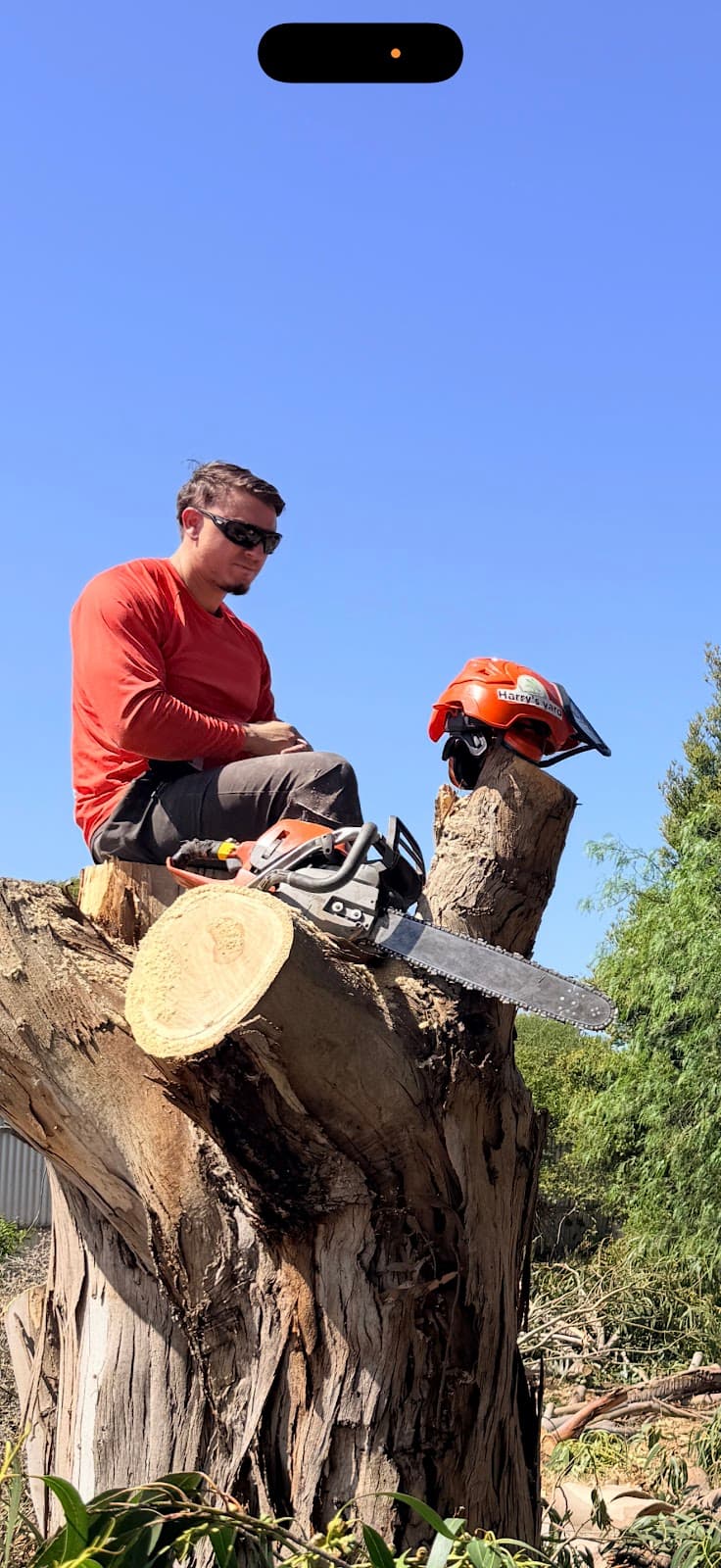 Harry's Yard: Tree Removal Services tree services work in Essendon