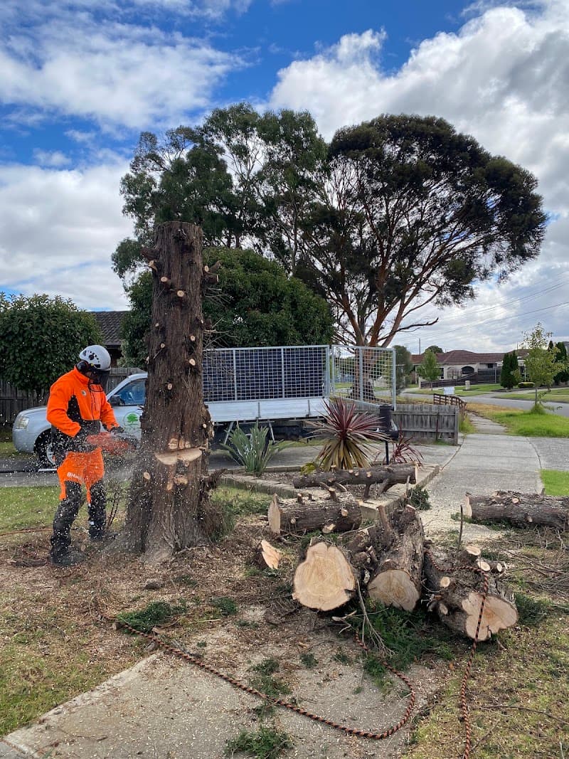 Harry's Yard: Tree Removal Services tree services work in Essendon