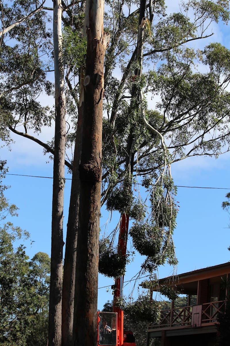 Hayden Tree Service tree services work in Cooranbong