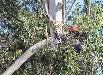 Hayden Tree Service tree services work in Cooranbong