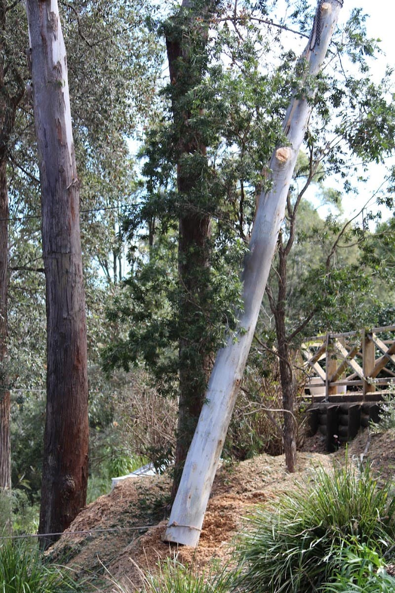 Hayden Tree Service tree services work in Cooranbong