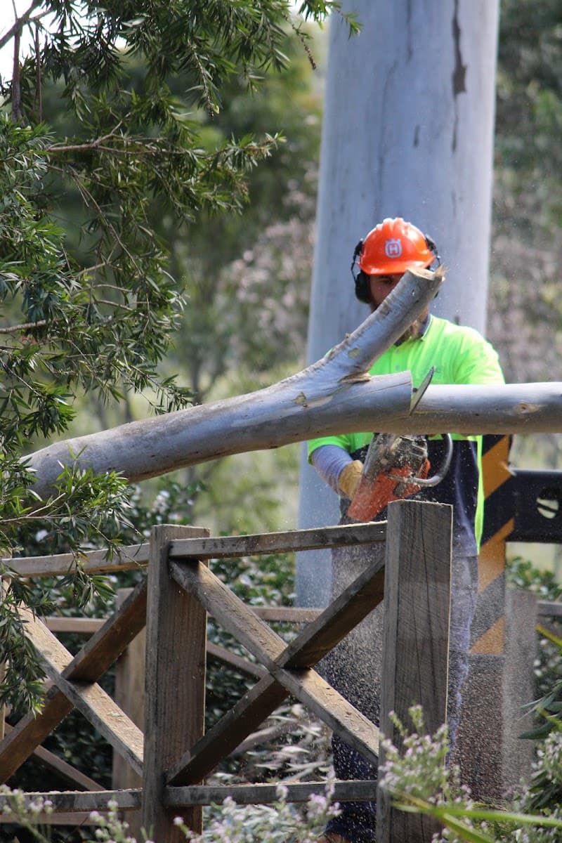 Hayden Tree Service tree services work in Cooranbong