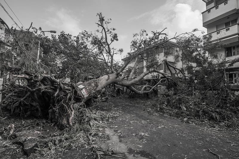 Hayden Tree Service tree services work in Cooranbong