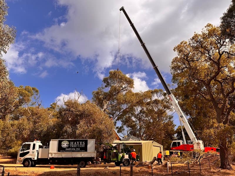 Hayes Tree Care tree services work in Greenfields