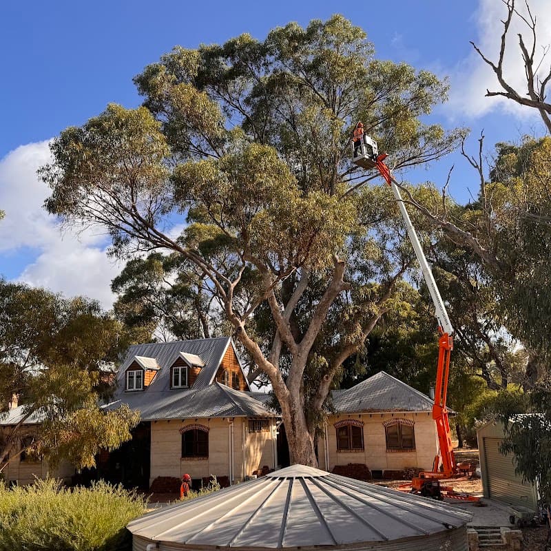 Hayes Tree Care tree services work in Greenfields