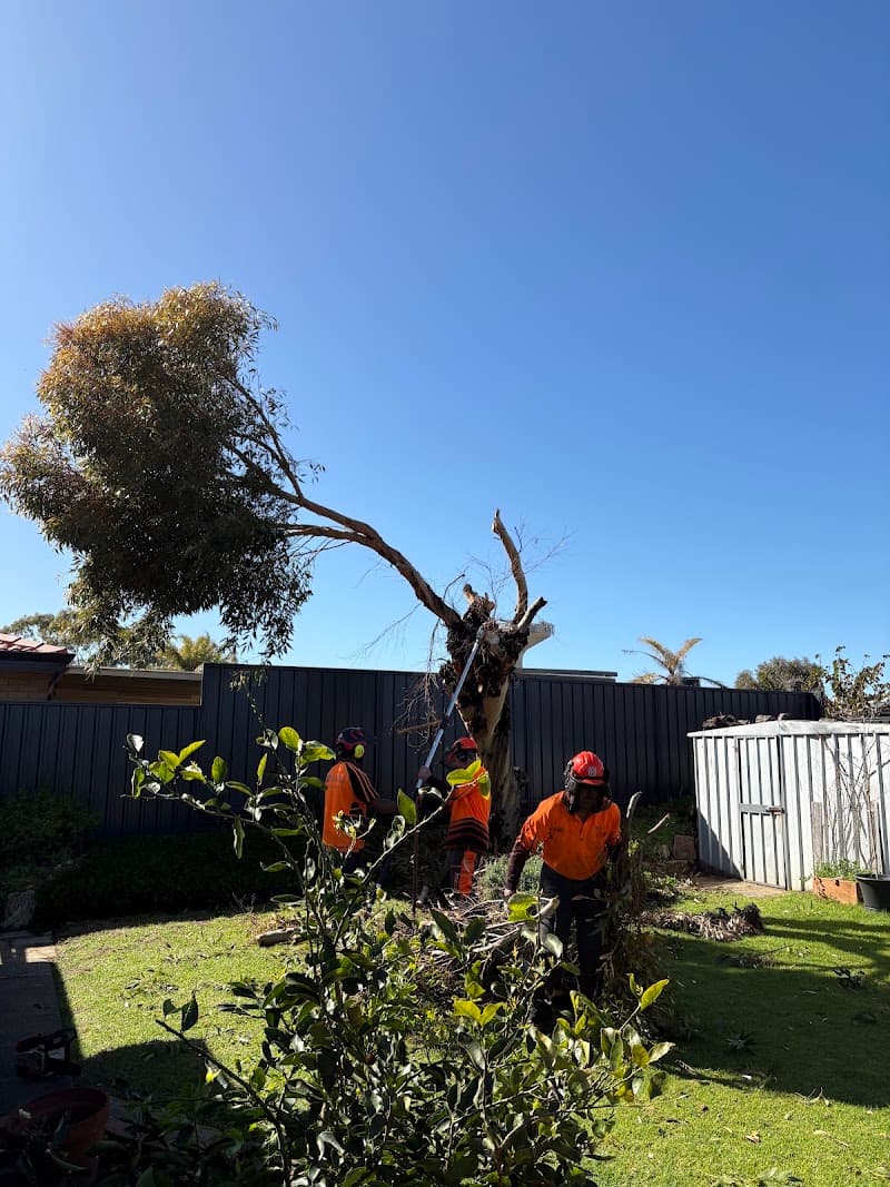 Hayes Tree Care tree services work in Greenfields