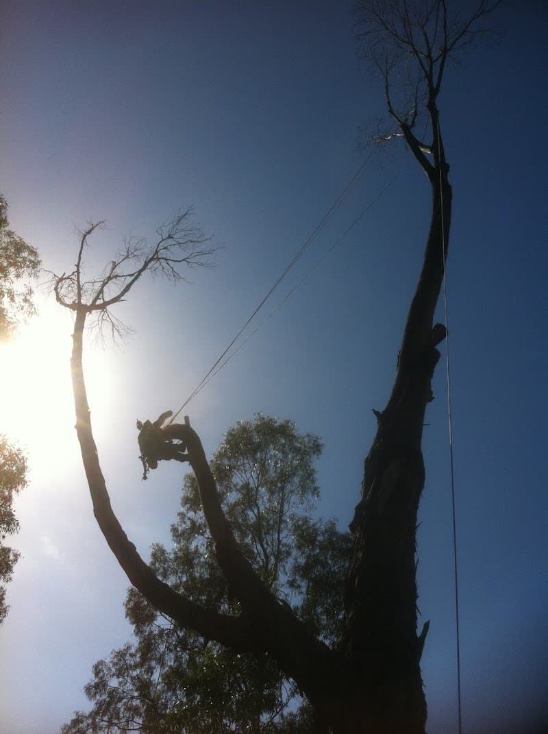 Hayes Tree Care tree services work in Greenfields