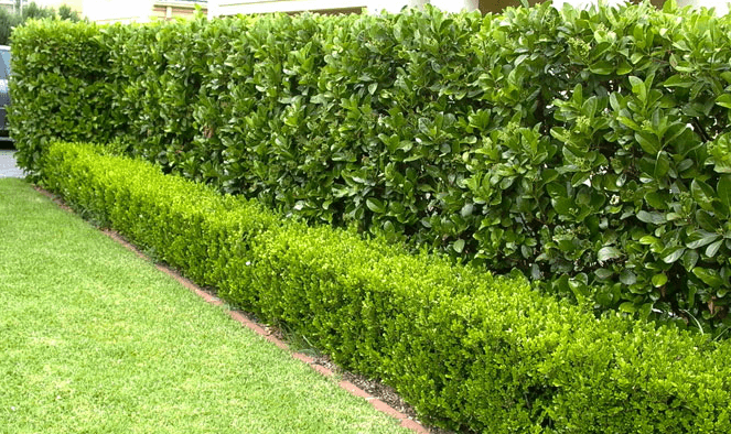 Hedge & Green Gardening Maintenance landscaping work in Centenary Heights