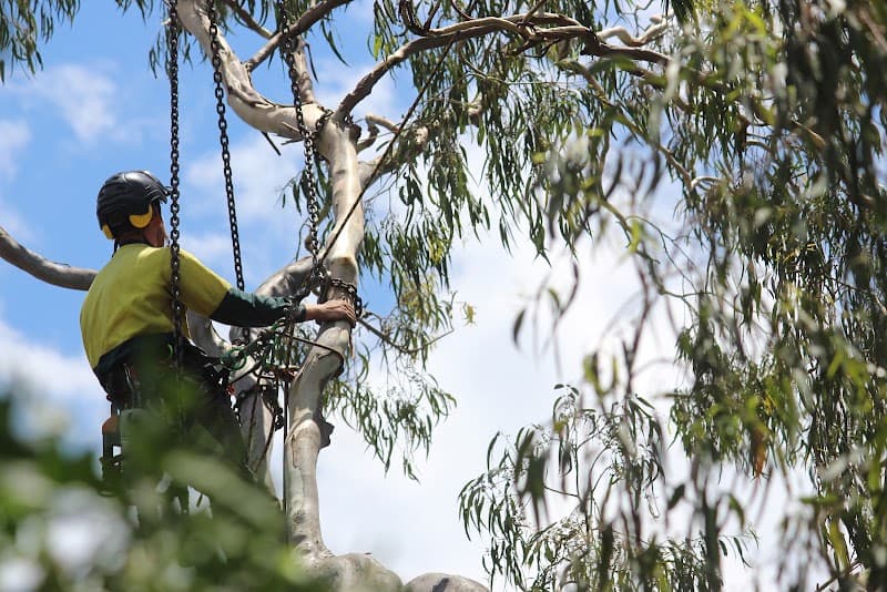 Heritage Tree Care - Toowoomba tree services work in Harlaxton
