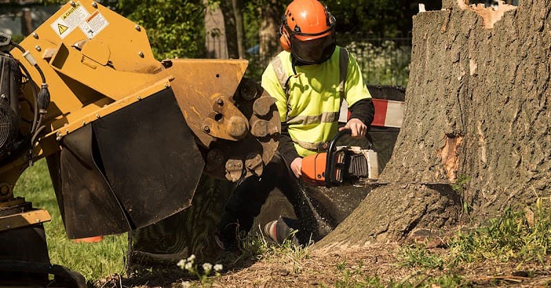 Heritage Tree Care - Toowoomba tree services work in Harlaxton