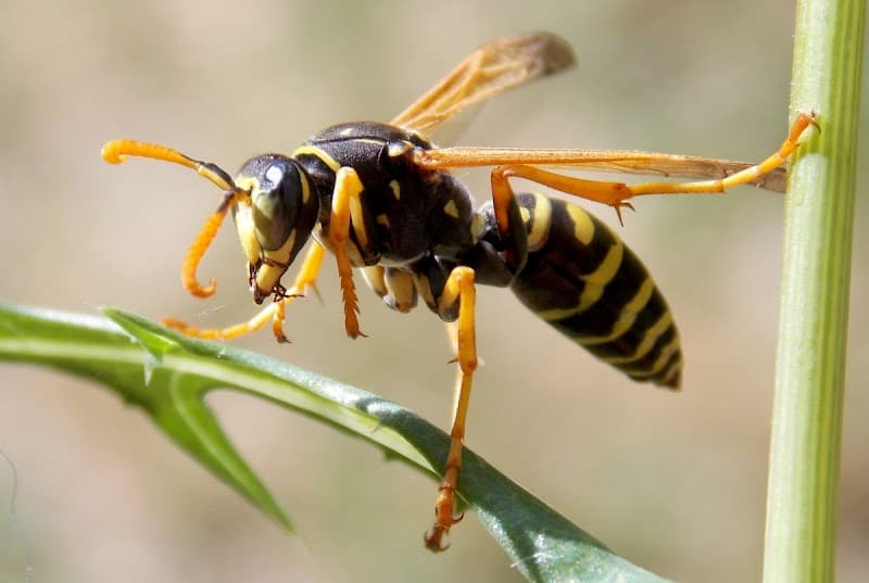 Hero Pest Control Cranbourne pest control work in Cranbourne South