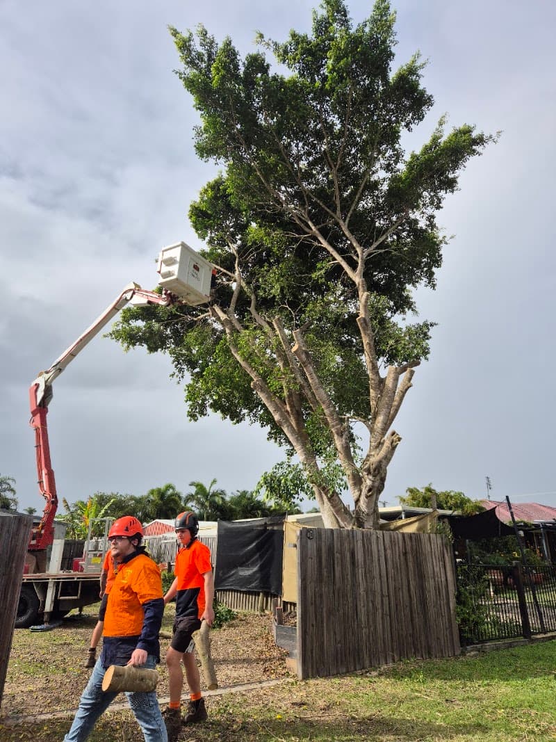 Hervey Bay Tree Services tree services work in Booral