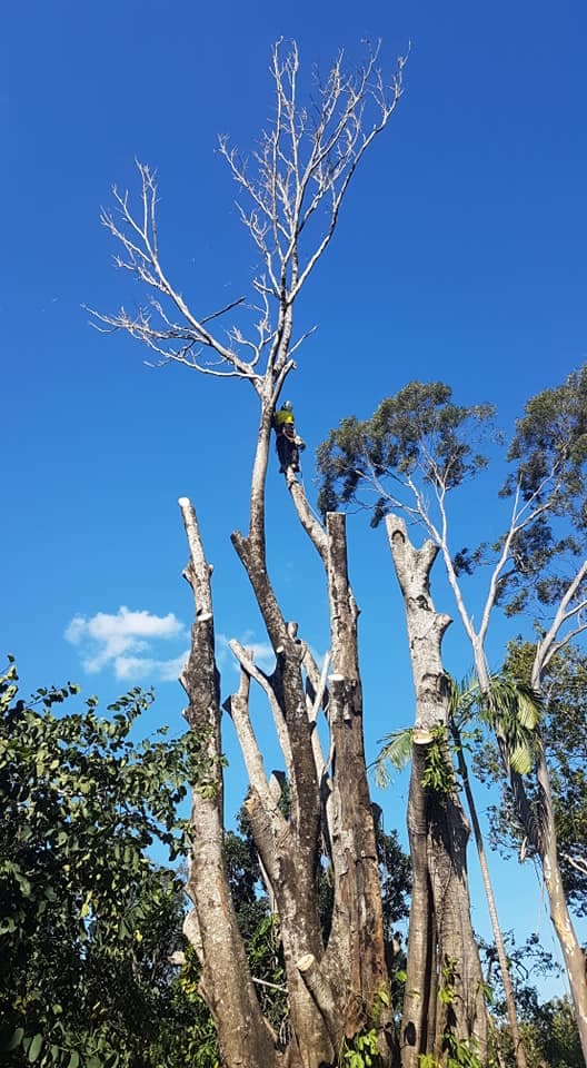 Hervey Bay Tree Services tree services work in Booral