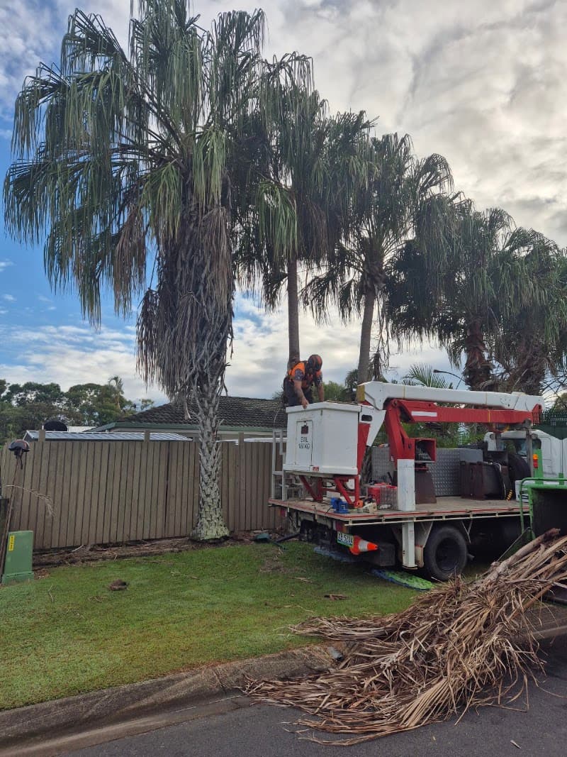 Hervey Bay Tree Services tree services work in Booral
