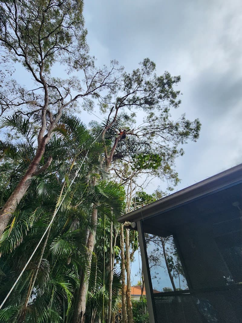 Hervey Bay Tree Services tree services work in Booral