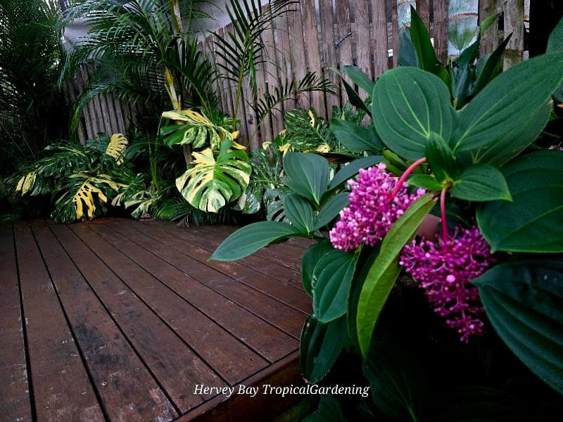Hervey Bay Tropical Gardening gardening work in Torquay