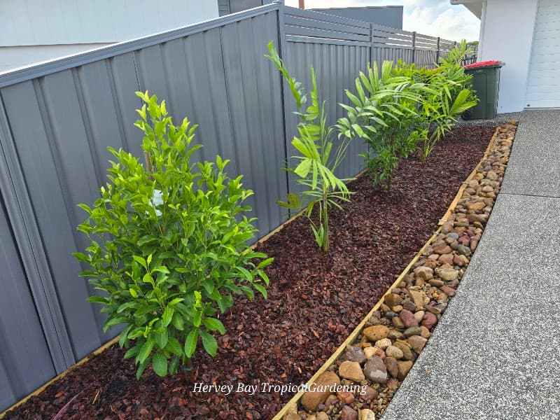 Hervey Bay Tropical Gardening gardening work in Torquay