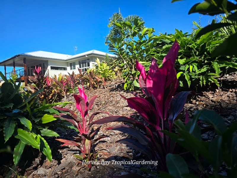 Hervey Bay Tropical Gardening gardening work in Torquay