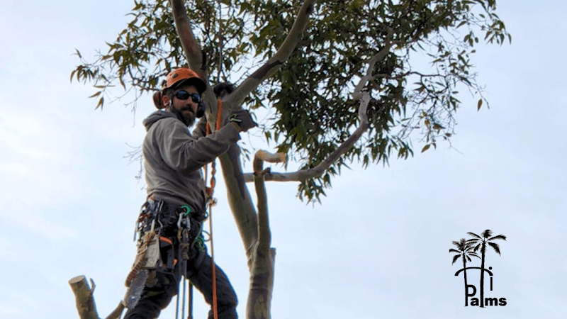 Hi Palms tree services work in Andrews Farm