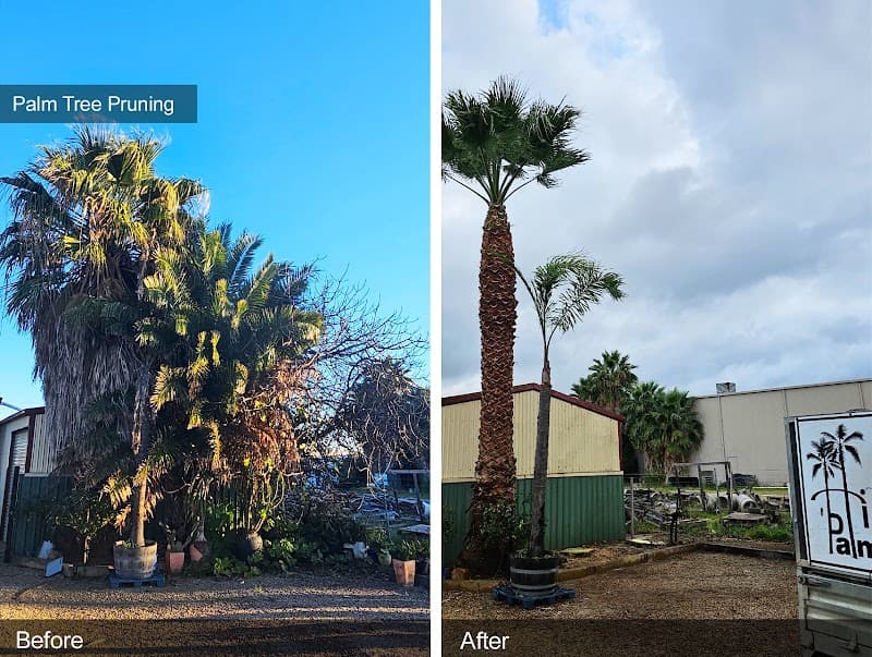 Hi Palms tree services work in Andrews Farm