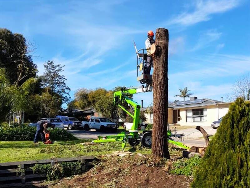 Hi Palms tree services work in Andrews Farm