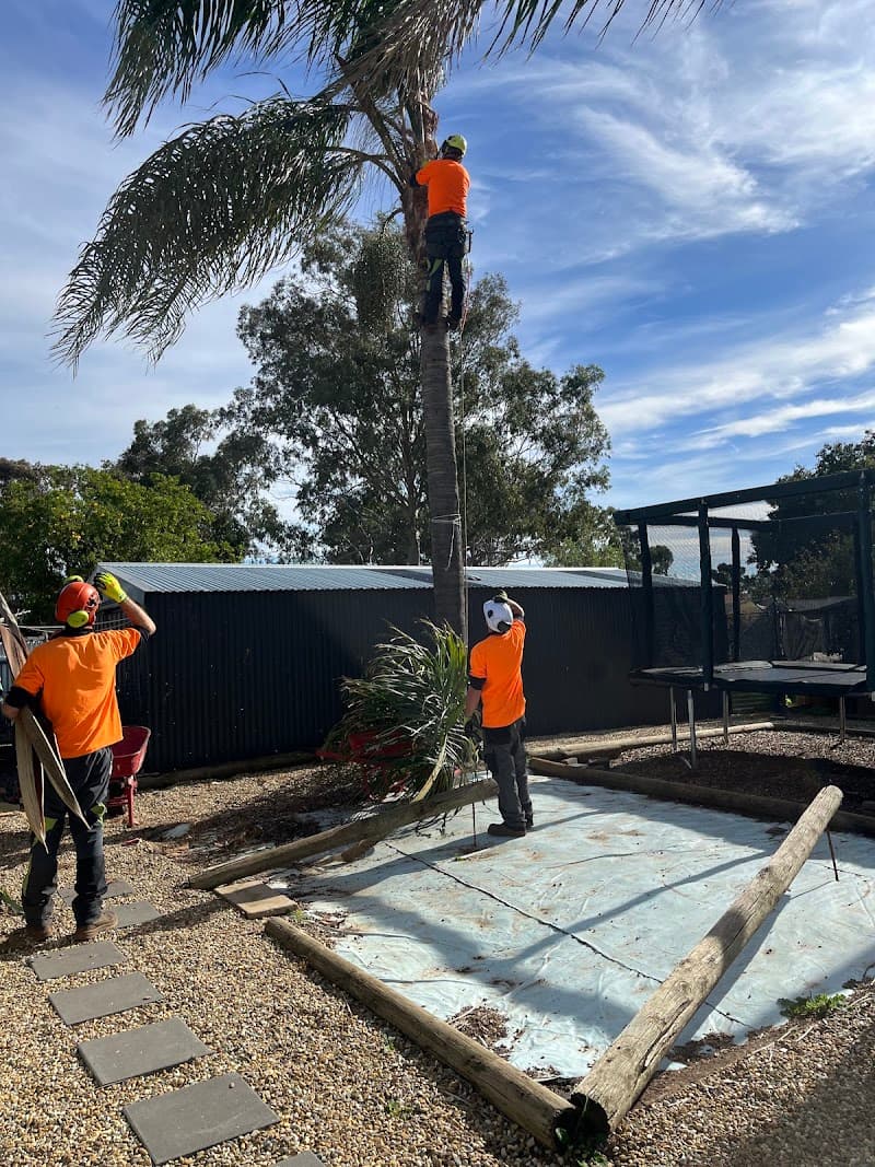 Hi Palms tree services work in Andrews Farm