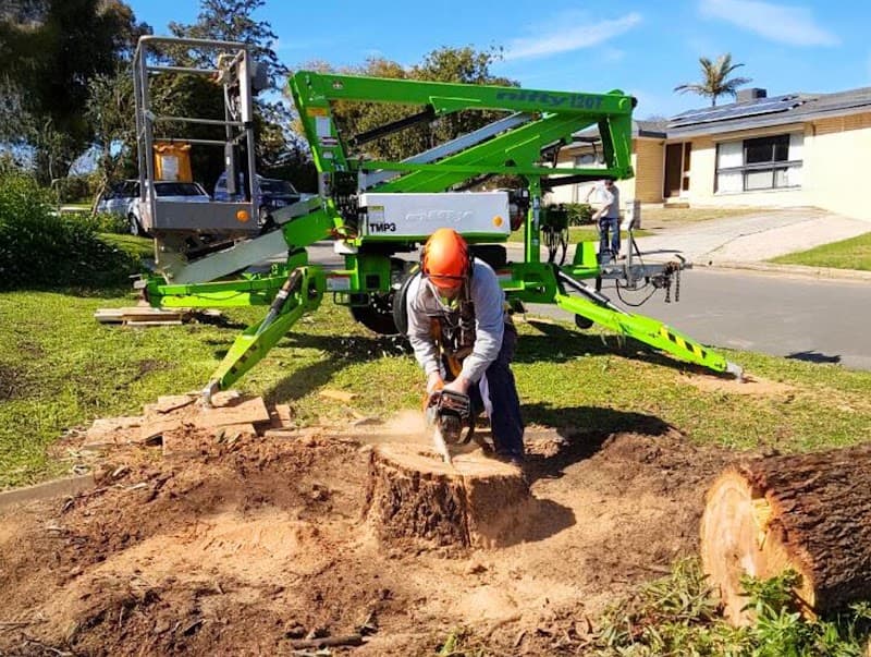 Hi Palms tree services work in Andrews Farm