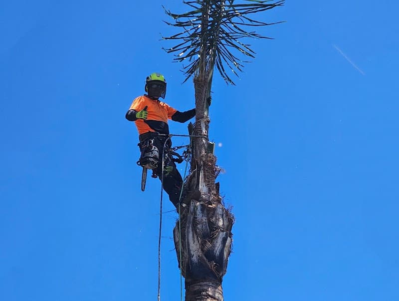 Hi Palms tree services work in Andrews Farm