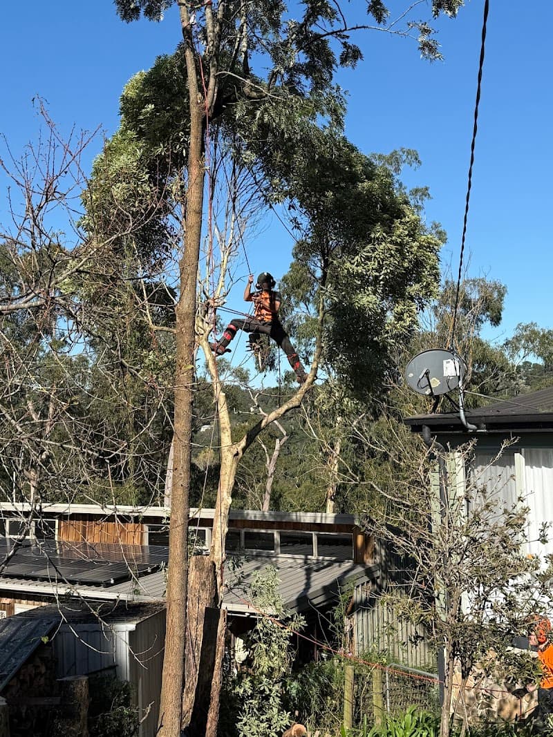 Hillside Tree Care tree services work in Upwey