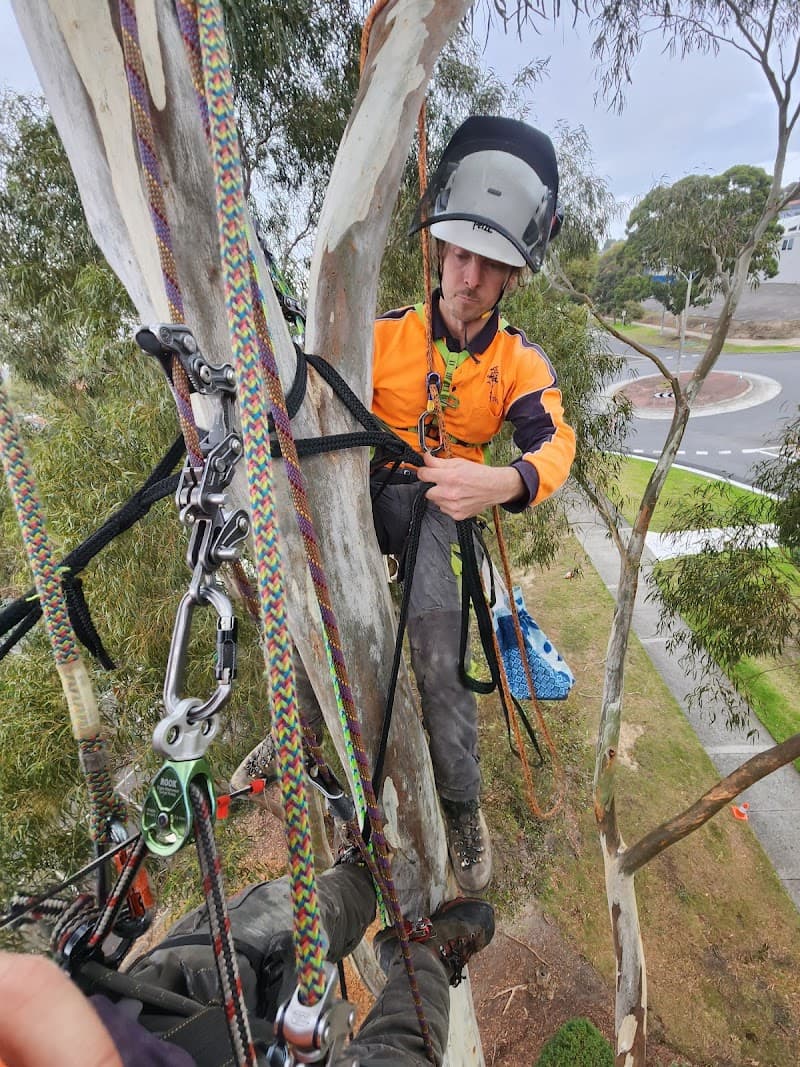 Hillside Tree Care tree services work in Upwey
