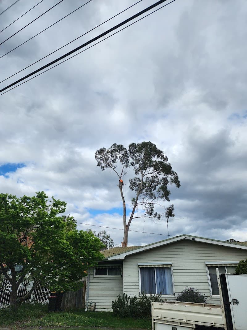 Hillside Tree Care tree services work in Upwey
