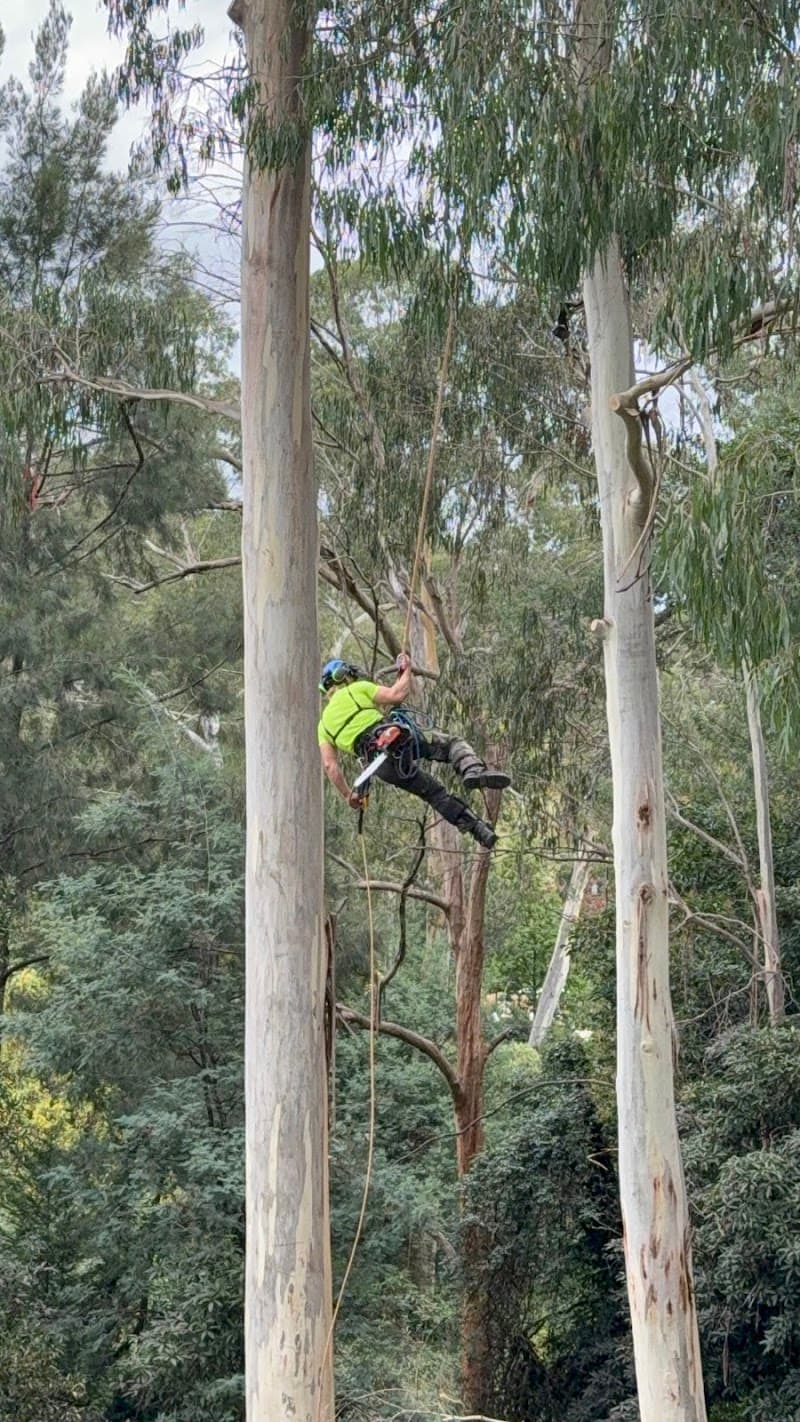 Hillside Tree Care tree services work in Upwey