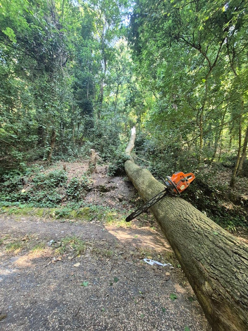Hillside Tree Care tree services work in Upwey