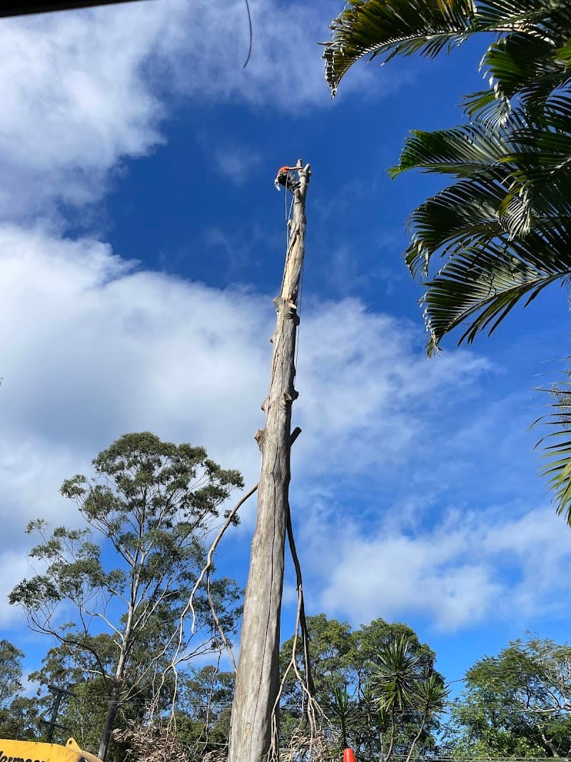 Hinterland Tree and Stump Removal Sunshine Coast tree services work in Palmview