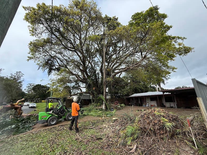 Hinterland Tree and Stump Removal Sunshine Coast tree services work in Palmview