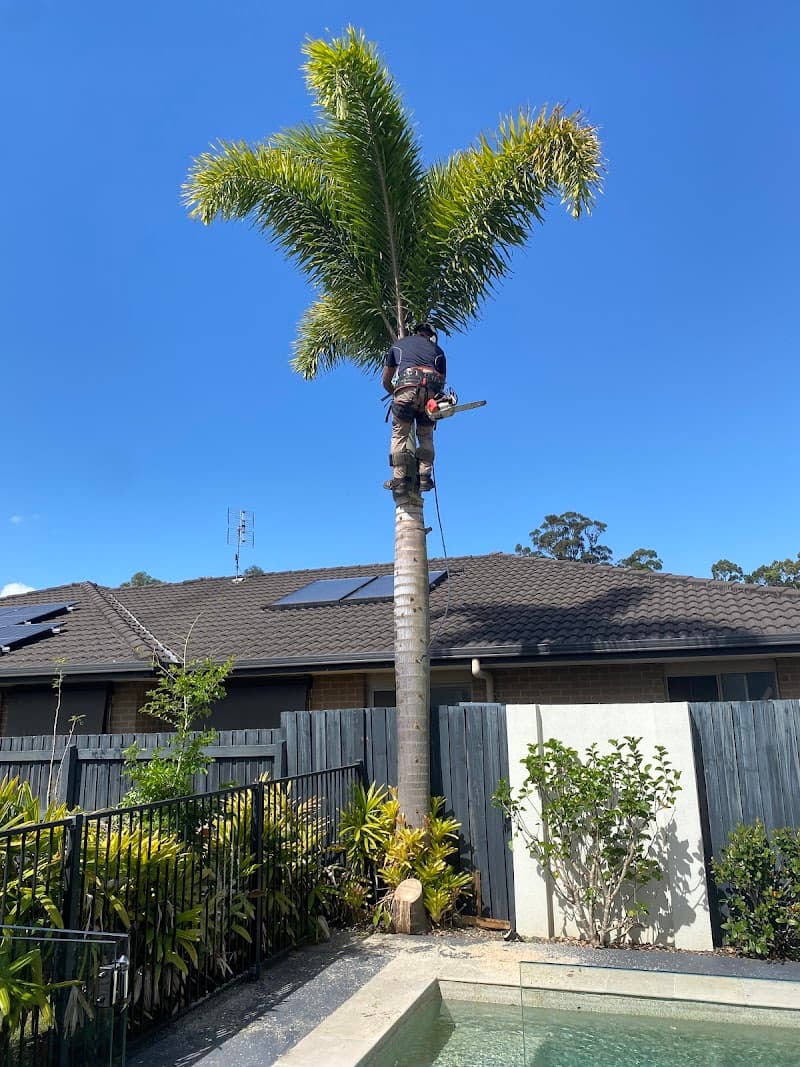 Hinterland Tree and Stump Removal Sunshine Coast tree services work in Palmview