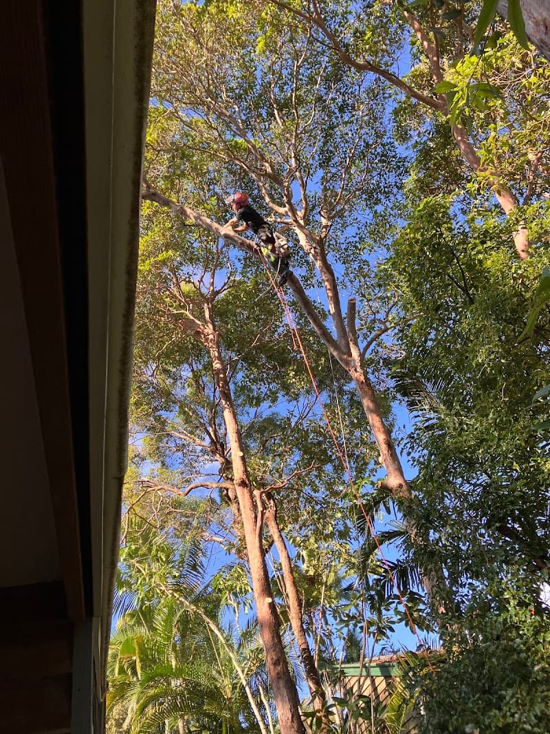 Hinterland Tree and Stump Removal Sunshine Coast tree services work in Palmview
