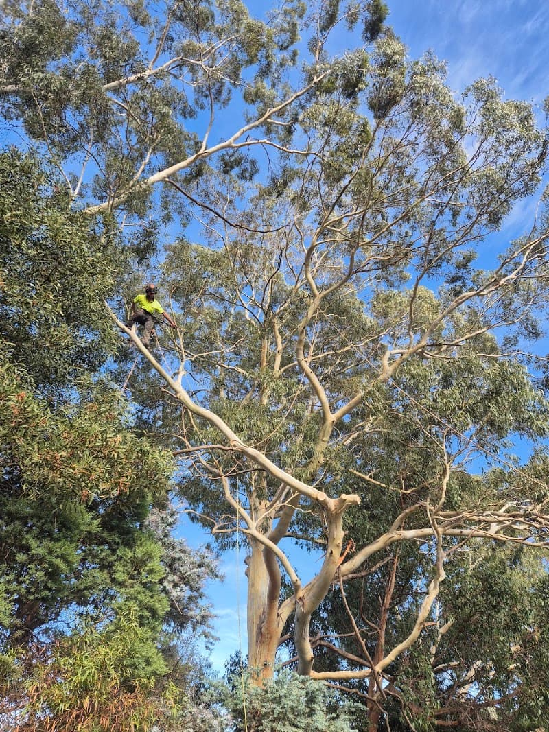 Hobart Arbor Co. tree services work in Glenorchy