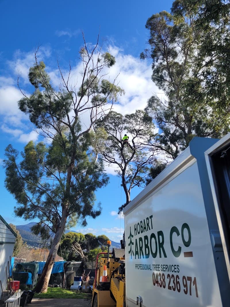 Hobart Arbor Co. tree services work in Glenorchy