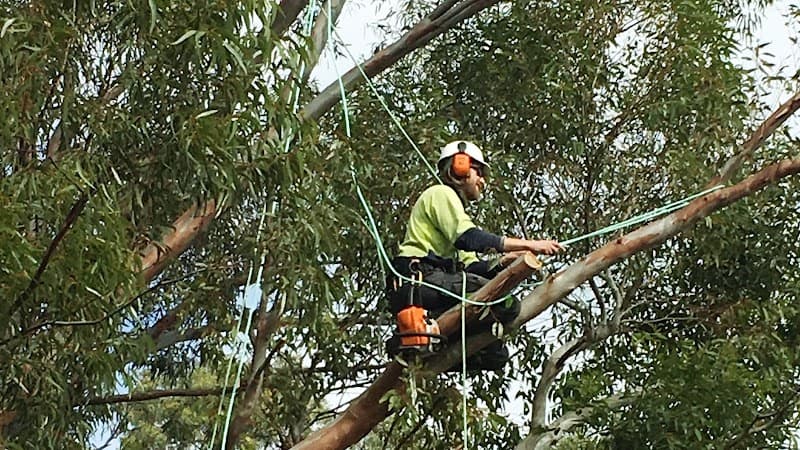 Honest Tree Services tree services work in Willaston