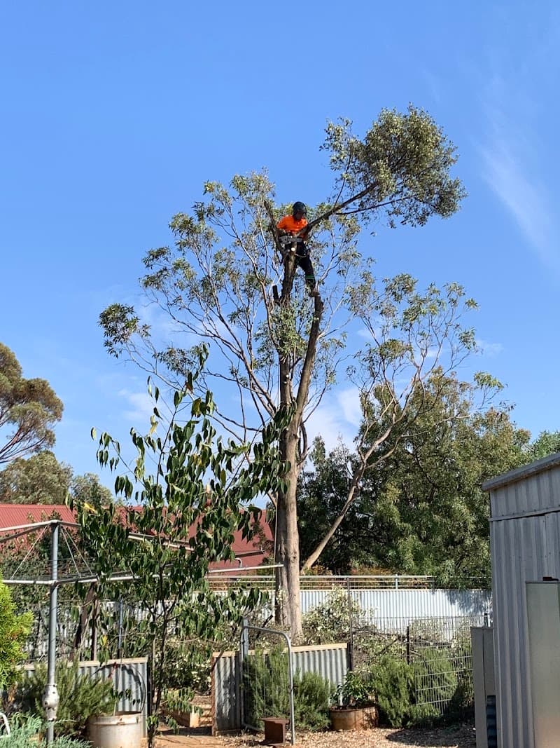 Honest Tree Services tree services work in Willaston
