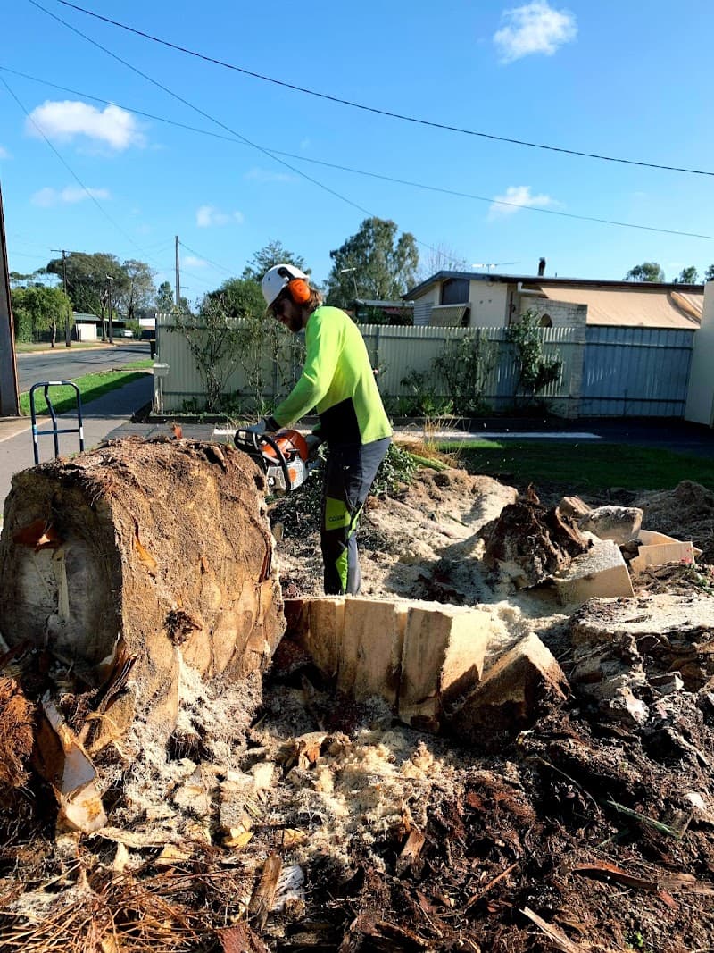 Honest Tree Services tree services work in Willaston