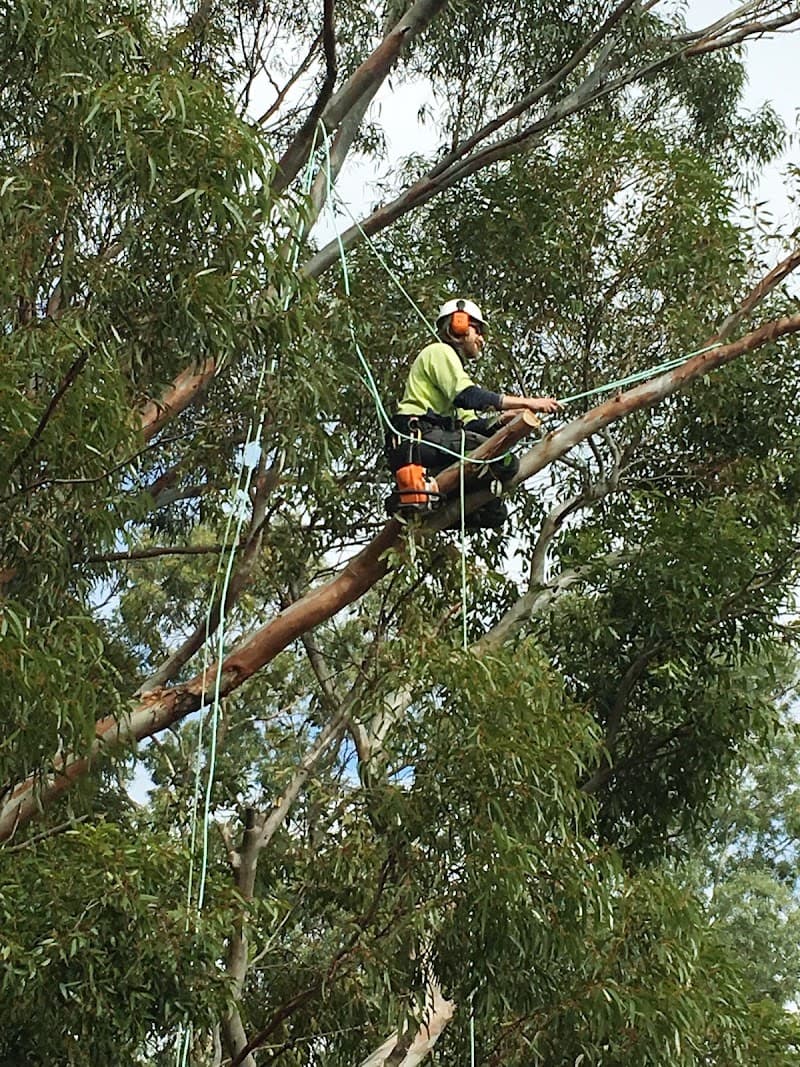 Honest Tree Services tree services work in Willaston