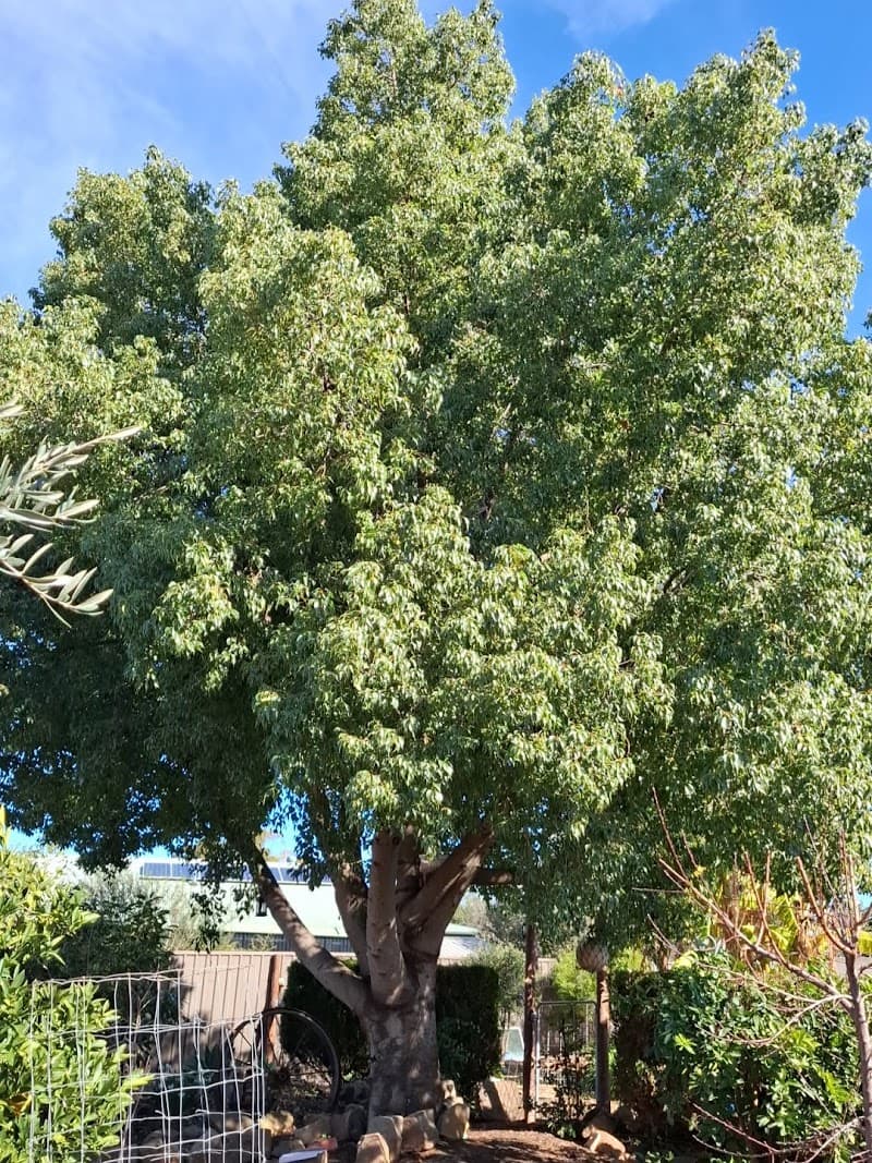 Honest Tree Services tree services work in Willaston