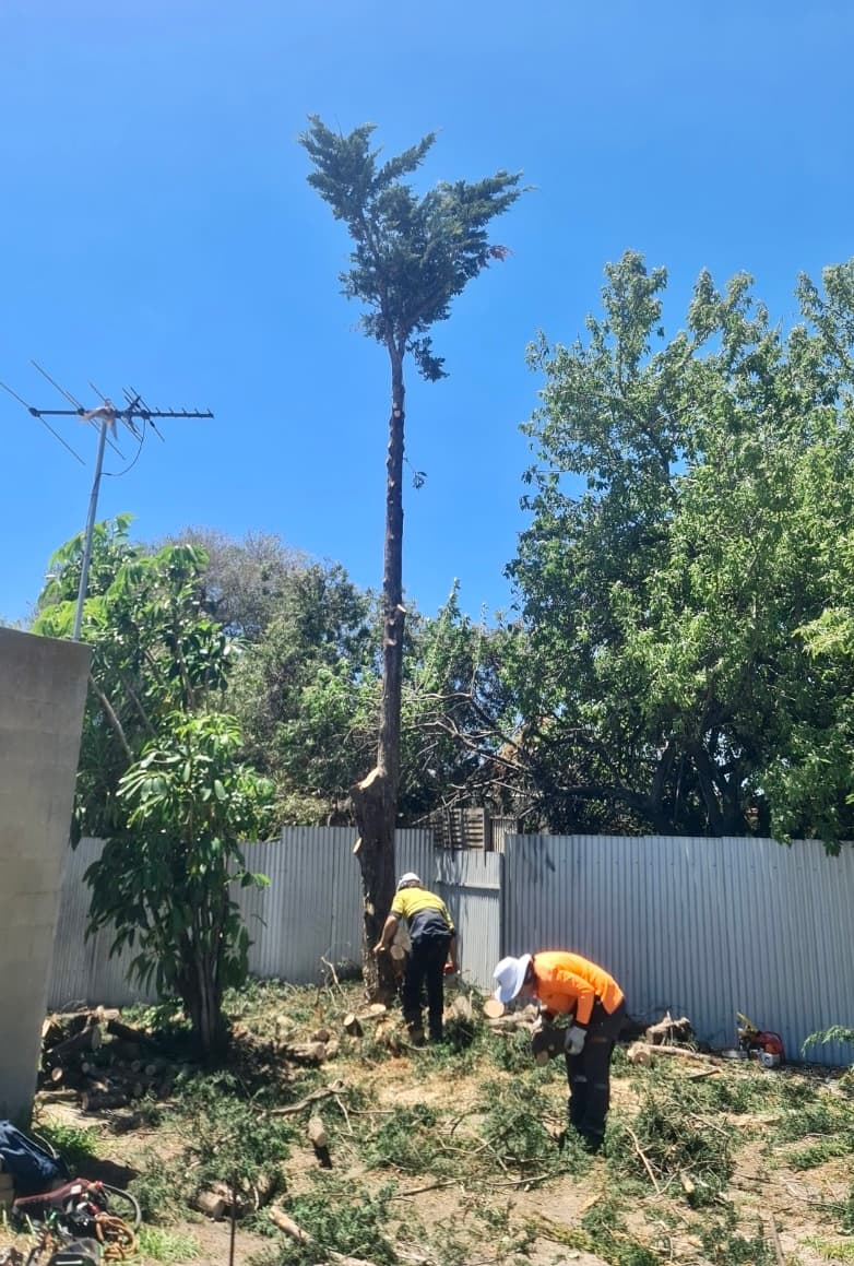 Honest Tree Services tree services work in Willaston