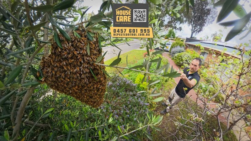 House Care Pest Control pest control work in St Agnes