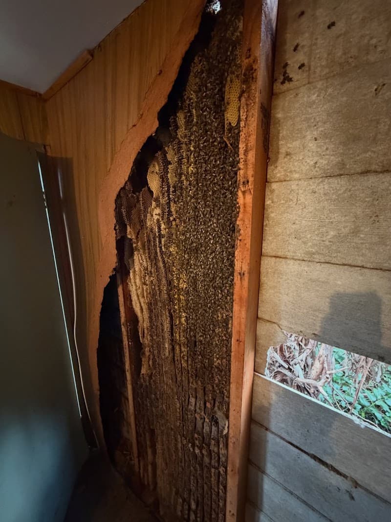 House Care Pest Control pest control work in St Agnes