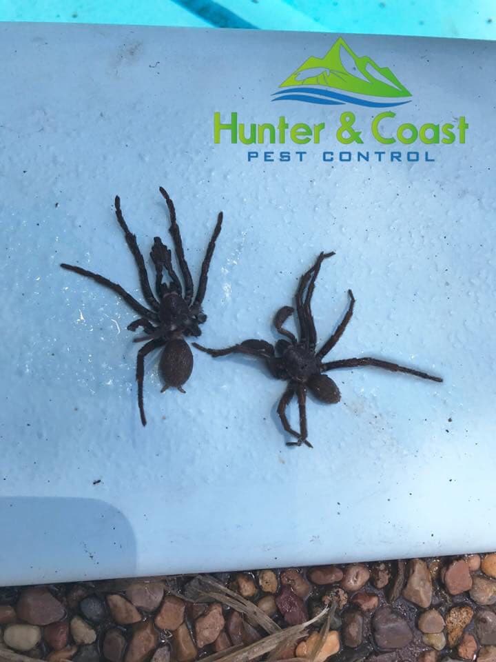 Hunter and Coast Pest & Handyman Services handyman work in New Lambton Heights