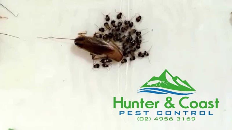 Hunter and Coast Pest & Handyman Services handyman work in New Lambton Heights