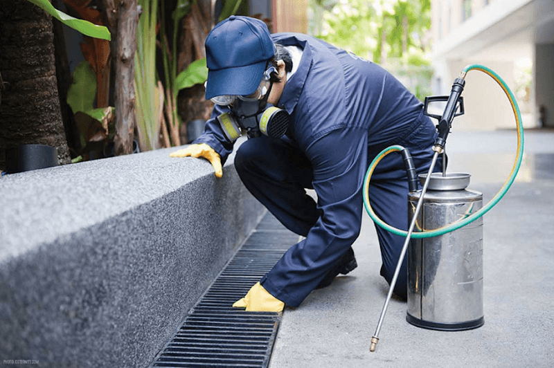 iCarpet clean and pest control carpet cleaning work in Holmview
